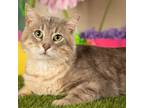 Adopt Sam a Gray or Blue Domestic Shorthair / Mixed cat in Springfield