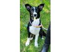 Adopt Peony a Black Australian Cattle Dog / Mixed dog in Philadelphia