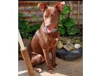 Adopt Goofy a Brown/Chocolate Labrador Retriever / Mixed dog in Huntington