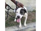 Adopt Pettie a Gray/Silver/Salt & Pepper - with Black Pit Bull Terrier / Mixed