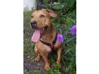 Adopt Marcus a Tan/Yellow/Fawn Black Mouth Cur / Mixed dog in St Petersburg