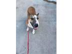 Adopt Teela a Red/Golden/Orange/Chestnut - with Black Bull Terrier / Mixed dog