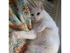 Adopt Snowflake a White American Shorthair / Mixed cat in Temecula