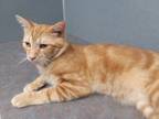 Adopt Noah a Orange or Red Tabby Domestic Mediumhair (medium coat) cat in