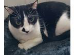 Adopt Buddy a Black & White or Tuxedo Domestic Shorthair (short coat) cat in