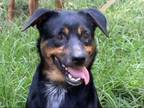 Adopt Rhea a Australian Cattle Dog / Blue Heeler