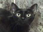 Adopt Heather - Barn Cat a Domestic Short Hair, Siamese