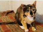 Adopt Danica a Tortoiseshell