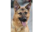 Adopt Tessa von Havelsee a Black - with Tan, Yellow or Fawn German Shepherd Dog