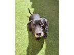 Adopt Geno a Black American Staffordshire Terrier / Dachshund / Mixed dog in