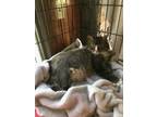 Adopt Mattie a Brown or Chocolate Domestic Longhair (long coat) cat in