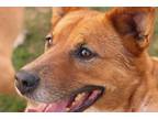 Adopt Aruna a Red/Golden/Orange/Chestnut Australian Cattle Dog / Golden