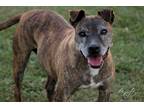 Adopt Casey a Brindle - with White American Pit Bull Terrier / Mixed dog in