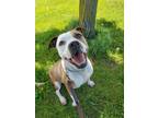 Adopt Roxie a Tan/Yellow/Fawn - with White Pit Bull Terrier / Mixed dog in