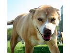 Adopt Nitro a Tan/Yellow/Fawn - with White American Pit Bull Terrier / Husky /