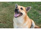 Adopt Star a Tan/Yellow/Fawn - with Black Australian Cattle Dog / German