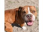 Adopt Hercules Mulligan a Red/Golden/Orange/Chestnut Mixed Breed (Large) / Mixed