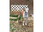 Adopt Abbi a Tan/Yellow/Fawn - with White American Pit Bull Terrier / Mixed dog