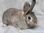 Adopt Forever in Our Care: Hershey a Agouti Other/Unknown / Mixed rabbit in