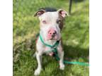 Adopt Slick Rick a Gray/Silver/Salt & Pepper - with Black Pit Bull Terrier /