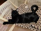 Adopt Lexi a All Black Domestic Shorthair (short coat) cat in Bartlett