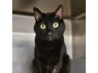 Adopt Zuri a All Black Domestic Shorthair / Mixed cat in St.Jacob, IL (35349585)