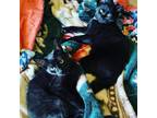 Adopt Ash and Jade a All Black Domestic Shorthair / Mixed cat in Ferndale