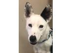 Adopt Maverick a Black - with White Australian Kelpie / Mixed dog in