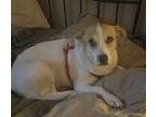 Adopt Daisy in Corpus Christi a White - with Tan, Yellow or Fawn Jack Russell