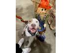Adopt Kane a White American Pit Bull Terrier / Mixed dog in Vienna