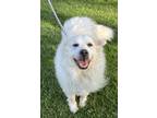 Adopt APRIL a White - with Tan, Yellow or Fawn Great Pyrenees / Mixed dog in