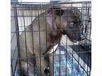 Adopt Jonesie a Labrador Retriever, Pit Bull Terrier