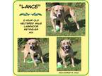 Adopt Lance (Neutered) a Tan/Yellow/Fawn - with White Labrador Retriever / Mixed