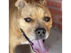 Adopt Sami a Tan/Yellow/Fawn American Staffordshire Terrier / Mixed dog in