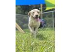 Adopt Luke a Tan/Yellow/Fawn Labrador Retriever / Retriever (Unknown Type) /