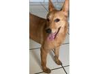 Adopt Lola a Red/Golden/Orange/Chestnut Pharaoh Hound / Mixed dog in Miami