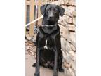 Adopt Ricky Cocoa a Black - with White Labrador Retriever / Great Dane / Mixed