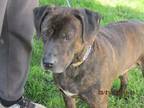 Adopt Willie a Brindle Plott Hound / Mixed dog in Frederick, MD (37651556)