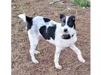 Adopt Gia a Black - with White Husky / Border Collie / Mixed dog in Glenburn