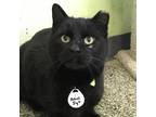 Adopt Ariel a All Black Domestic Shorthair / Mixed cat in Patchogue