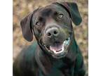 Adopt Drake a Black Labrador Retriever / Mixed dog in Decatur, GA (37653168)