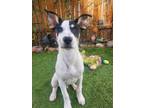 Adopt Oreo a White - with Black Shar Pei / Australian Cattle Dog / Mixed dog in