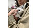 Adopt Bianca a White Guinea Pig (short coat) small animal in Riverside