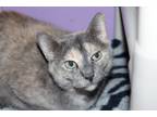Adopt Grimhilde a Calico or Dilute Calico Domestic Shorthair (short coat) cat in