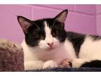 Adopt Vincenzo a Black & White or Tuxedo Domestic Shorthair (short coat) cat in
