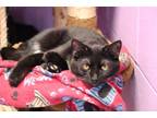 Adopt Spaghetti a All Black Domestic Shorthair (short coat) cat in House