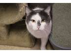 Adopt Vlad a Gray or Blue (Mostly) Domestic Shorthair (short coat) cat in House