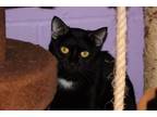 Adopt That a All Black Domestic Shorthair (short coat) cat in House Springs