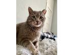 Adopt Arnold a Gray or Blue Domestic Shorthair / Domestic Shorthair / Mixed cat