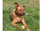 Adopt Fitz a Red/Golden/Orange/Chestnut - with White Pit Bull Terrier / Labrador